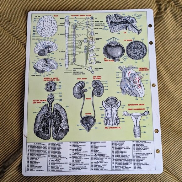 Human Anatomy 3 The Internal Organs Data Guides Plastic Reference Chart 1959 - Picture 2 of 2